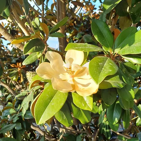 Guest Rusalka * Sveti Vlas