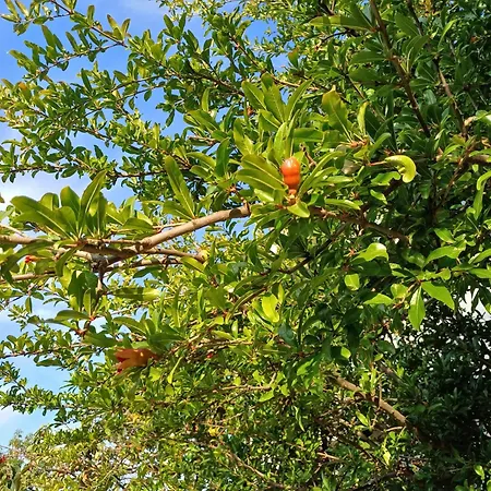 Guest Rusalka Apartament *