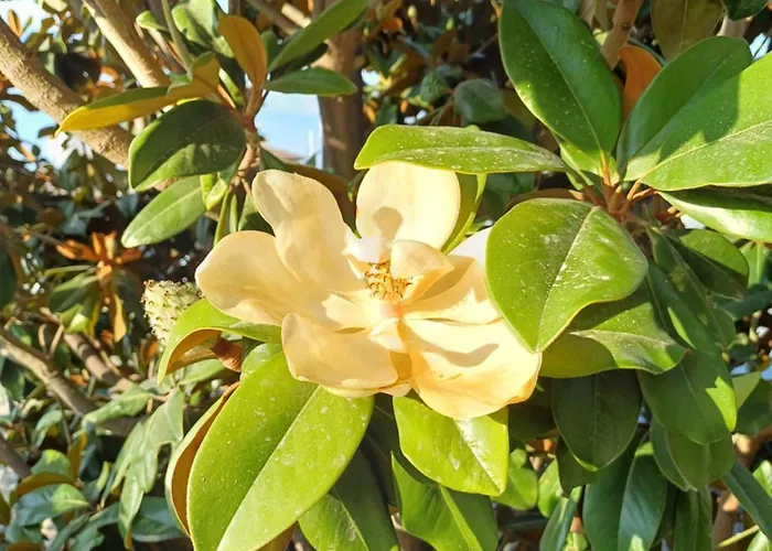 Guest Rusalka * Sweti Wlas