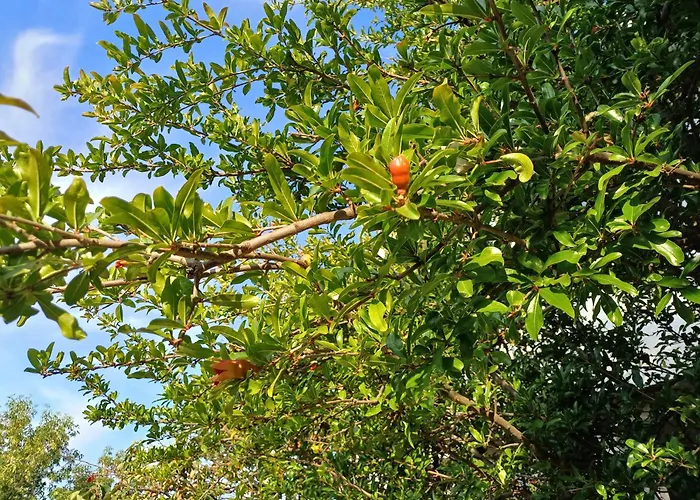 Guest Rusalka Apartment *